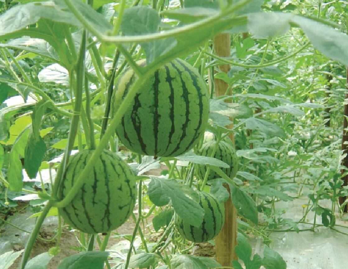 山東手机AV看片网站塑膠有限公司